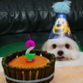 Pastel de cumpleaños para nuestro perro