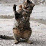 Otras formas de comunicarsen los gatos con sus dueños