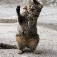Otras formas de comunicarsen los gatos con sus dueños