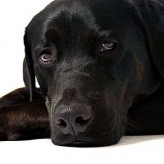 Consejos para educar un labrador retriever