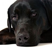 Consejos para educar un labrador retriever