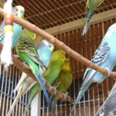 Como es mejor criar los pericos australianos, en colonia o individual