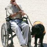Los perros de asistencia o perros de servicio