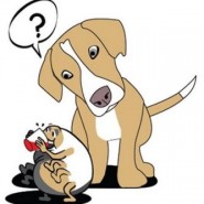 Cómo quitar las garrapatas a las mascotas
