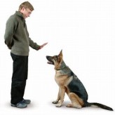 Como enseñar a tu perro a sentarse