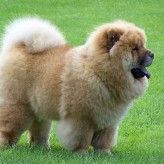 Cuanto es el tiempo de gestación del perro de raza chow chow