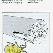Parasitos externos en los pajaros