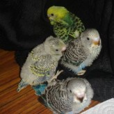 Problemas que se presentan en una nidada de pericos australianos.