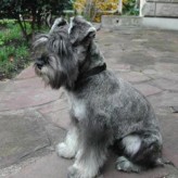 Razas de perros recomendadas para personas alergicas