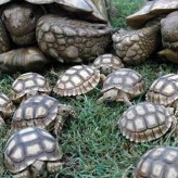 La rinitis en las tortugas y su tratamiento