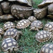 La rinitis en las tortugas y su tratamiento