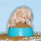 Consejos para perros con estómagos delicados
