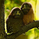 Las más bellas y espectaculares fotos de aves