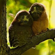 Las más bellas y espectaculares fotos de aves