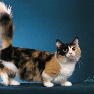 Razas de gatos, el Munchkin