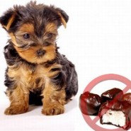 Porque los perros no deben comer chocolate