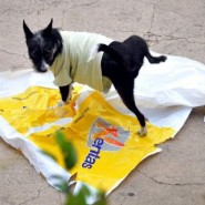 Porque en ocasiones los perros orinan tanto