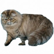 Raza de gato Persa Tabby