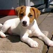 Perro de raza Jack Russell Terrier