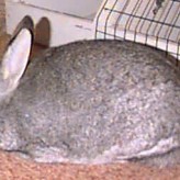 Raza de conejo American Sable o Sable Americano