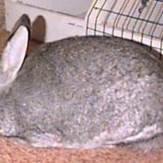 Raza de conejo American Sable o Sable Americano