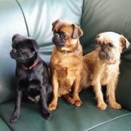 Perros de raza Petit Brabançon