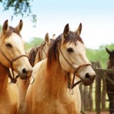 Raza de caballo Criollo