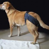 Como acabar con el celo canino