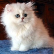 Cuales son las características de los gatos según la edad