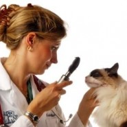 Como se clasifica la diarrea en los gatos