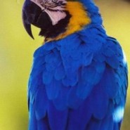 Las guacamayas azules
