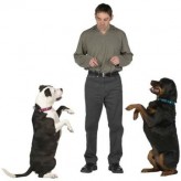 Cual debe ser la jeraquia del perro dentro de la familia