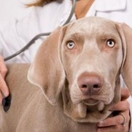 Los parásitos del corazón en perros