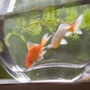 Como cuidar el agua de las peceras