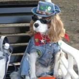 Vestimenta para perros, Recomendaciones