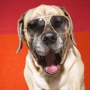 Que síntomas muestra un perro cuando está envejeciendo