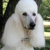 Cuidados básicos de un French Poodle