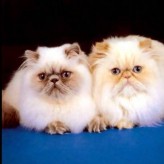 Hermosas fotos de gatos angora
