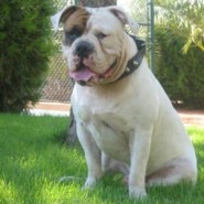 Caracteristicas del perro Bulldog Americano