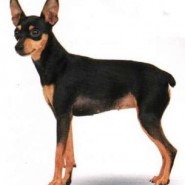 Bellas razas de perros, el Pinscher