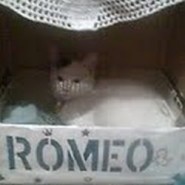 Este es Romeo la mascota de Aruma