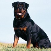 Enfermedades que pueden sufrir los Rottweiler