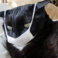 La Gripe Aviar en los gatos