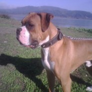 Como es la personalidad del perro boxer