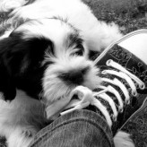 Como quitarle al cachorro la costumbre de morder