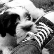 Como quitarle al cachorro la costumbre de morder