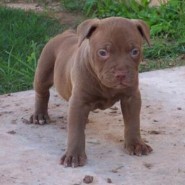 Alimentación recomendada para cachorros Pitbulls