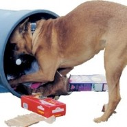 Trastornos en la conducta de los perros