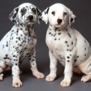 Como entrenar a un perro Dalmata