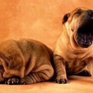 Como detectar el dolor en tu mascota